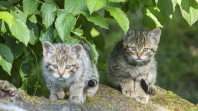“Escaldado y ensartado”… Detenido un adolescente de 16 años por filmarse torturando a dos gatitos “Escaldado y ensartado”… Detenido un adolescente de 16 años por filmarse torturando a dos gatitos